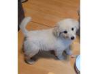 Adopt Sweet Potato HTX a Tan/Yellow/Fawn Great Pyrenees / Golden Retriever dog