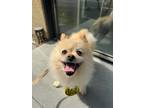 Adopt Pomi a White - with Tan, Yellow or Fawn Pomeranian / Mixed dog in Port