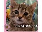 Adopt Bumblebee a Domestic Shorthair cat in Hershey, PA (41406757)