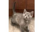 Adopt Pollie a Gray or Blue (Mostly) Domestic Shorthair cat in Hershey