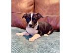 Adopt Chickpea a Black Corgi / Mixed dog in Santa Fe, TX (41328327)