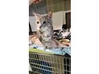 Adopt Mousse a Gray or Blue Domestic Shorthair / Domestic Shorthair / Mixed cat