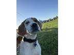 Adopt Darton a White Bluetick Coonhound / Mixed dog in TULSA, OK (40673320)