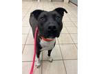 Adopt 2309-1664 Tootsie Roll a Black - with White Mixed Breed (Medium) / Mixed