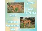 Adopt Jethro a Redbone Coonhound dog in Caldwell, TX (41406777)