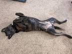 Adopt Kiwi a Brindle - with White Rottweiler / Terrier (Unknown Type