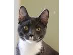 Adopt Goose a Gray or Blue Domestic Shorthair / Domestic Shorthair / Mixed cat