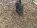 Adopt Charlie a Gray or Blue Domestic Longhair / Mixed (long coat) cat in