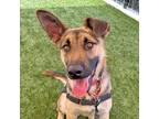 Adopt Sesame a German Shepherd Dog / Mixed dog in Walnut Creek, CA (41377744)