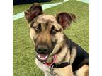 Adopt Sesame a German Shepherd Dog / Mixed dog in Walnut Creek, CA (41377744)