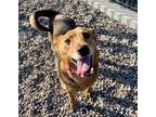 Adopt Jovie a Australian Cattle Dog / Beagle / Mixed dog in Lincoln