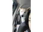 Adopt Goose a Black - with Tan, Yellow or Fawn Alaskan Malamute / Mixed dog in