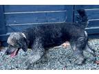 Adopt Charley June a Black - with Tan, Yellow or Fawn Labradoodle / Mixed dog in