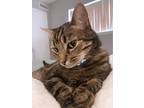 Adopt Kovu a Brown Tabby Domestic Shorthair / Mixed (short coat) cat in Durham