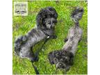 Adopt Pip and Smithy - Best Friends a Black - with Gray or Silver Shih Tzu /