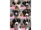 Adopt 10 BEAUTIFUL PUPPIES a Mixed Breed (Large) / Mixed dog in Santa Clarita
