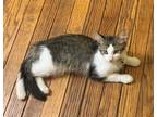 Adopt Blue a Tan or Fawn Tabby American Shorthair (medium coat) cat in Paterson