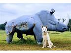 Adopt Kodiak a White German Shepherd Dog / Mixed dog in Hoffman Estates