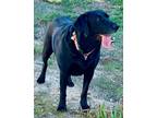 Adopt Lilo a Black Labrador Retriever / Mixed dog in San Diego, CA (41406570)