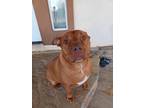 Adopt Harley Quinn a Red/Golden/Orange/Chestnut - with Black American Pit Bull