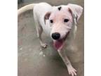 Adopt Goldfinch a White Terrier (Unknown Type, Medium) / Mixed dog in Newport