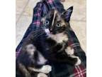 Adopt Babka a All Black Domestic Shorthair / Domestic Shorthair / Mixed cat in