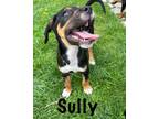 Adopt Sully a Tricolor (Tan/Brown & Black & White) Labrador Retriever / Mixed