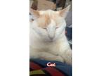Adopt Moses a Orange or Red Siamese / Mixed (medium coat) cat in Fargo