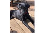 Adopt Wiggle a Black Labrador Retriever / Mixed dog in Succasunna, NJ (41406607)