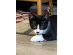 Adopt Chico a Black & White or Tuxedo Domestic Shorthair (short coat) cat in