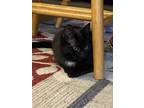 Adopt Nala a Black (Mostly) Domestic Shorthair (short coat) cat in Salem
