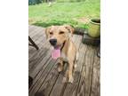 Adopt Charlie a Tan/Yellow/Fawn - with White Labrador Retriever / Mixed dog in