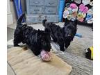 Adopt Ellie & Nora a Black Scottie, Scottish Terrier / Mixed dog in Denver