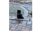 Adopt Boo a All Black Domestic Longhair / Mixed (long coat) cat in West Windsor