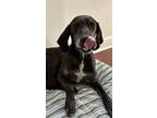 Adopt Z COURTESY LISTING: PACO a Plott Hound / Mixed dog in Miami, FL (39755934)