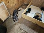 Adopt Twila a Black - with Tan, Yellow or Fawn Australian Kelpie / Mixed dog in