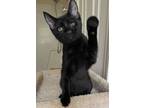 Adopt Poppy a All Black Domestic Shorthair / Mixed (short coat) cat in Mobile