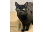 Adopt Beauty a Domestic Shorthair / Mixed (short coat) cat in Freeport