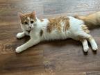 Adopt Winter a White (Mostly) Domestic Longhair / Mixed (medium coat) cat in