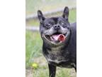 Adopt Piggy a Black Pug / Mixed dog in Georgetown, DE (41369518)