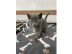 Adopt Kadabra a Gray or Blue Domestic Shorthair / Mixed Breed (Medium) / Mixed