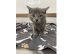 Adopt Meowth a Gray or Blue Domestic Shorthair / Mixed Breed (Medium) / Mixed