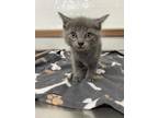 Adopt Meowth a Gray or Blue Domestic Shorthair / Domestic Shorthair / Mixed cat
