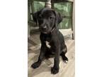 Adopt Sansa a Black - with White Australian Kelpie / Labrador Retriever / Mixed