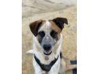 Adopt Bandit a Tricolor (Tan/Brown & Black & White) Bernese Mountain Dog /