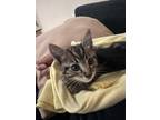 Adopt Baby a Tan or Fawn Tabby Tabby / Mixed (short coat) cat in Pomona