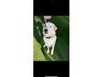 Adopt Freya a White Great Pyrenees / Mixed dog in Dallas, TX (41406471)