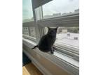 Adopt Grace a Gray, Blue or Silver Tabby Russian Blue / Mixed (short coat) cat