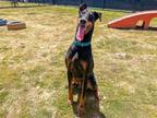 Adopt DRAKO a Black Doberman Pinscher / Mixed dog in Tustin, CA (41240683)