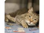 Adopt Tulip declawed a Brown Tabby Domestic Shorthair / Mixed (short coat) cat
